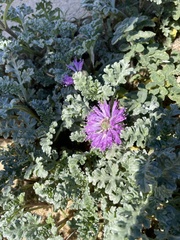 Monardella undulata