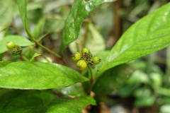 Eumachia guianensis
