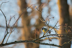 Parus major