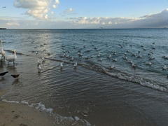 Chroicocephalus ridibundus