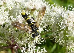 Tenthredo marginella