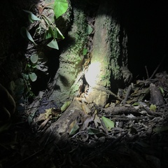 Megaphobema mesomelas