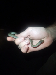 Crotaphopeltis hotamboeia