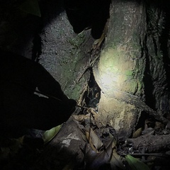 Megaphobema mesomelas