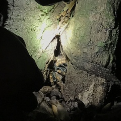 Megaphobema mesomelas