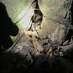 Megaphobema mesomelas