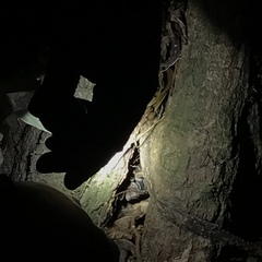 Megaphobema mesomelas