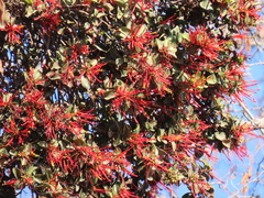 Tristerix corymbosus