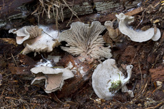 Entoloma byssisedum
