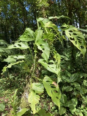 Monstera adansonii