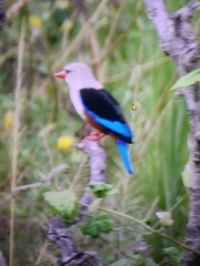 Halcyon leucocephala