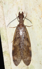 Corydalus peruvianus