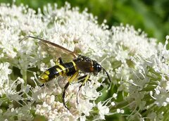 Tenthredo marginella
