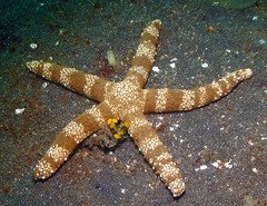 Nardoa tuberculata