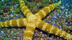 Nardoa tuberculata