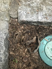 Phylloscypha phyllogena