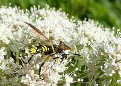 Tenthredo marginella