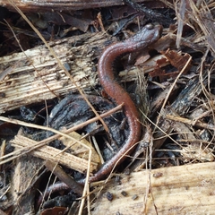 Batrachoseps nigriventris