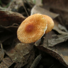 Lepiota castanea