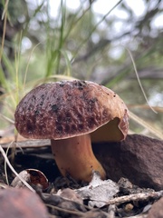 Aureoboletus