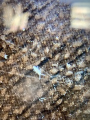 Entomobrya unostrigata