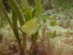 Brachaluteres jacksonianus