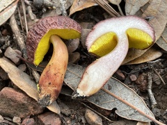 Aureoboletus