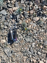 Eschscholzia minutiflora