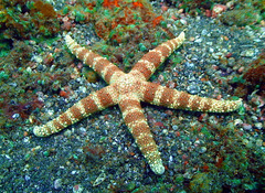Nardoa tuberculata