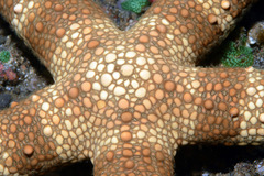 Nardoa tuberculata