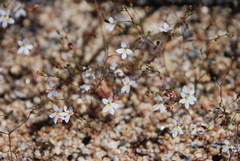 Nemacladus longiflorus