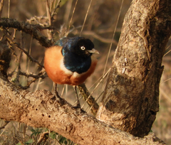 Lamprotornis superbus