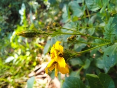 Tagetes zypaquirensis