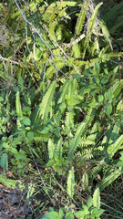 Nephrolepis cordifolia