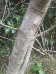 Lithraea brasiliensis