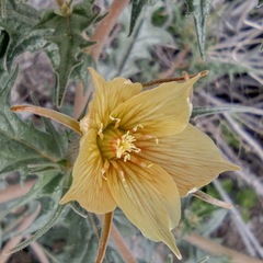 Mentzelia hirsutissima