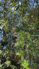 Schinus terebinthifolia