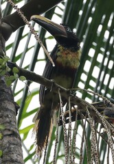 Pteroglossus castanotis