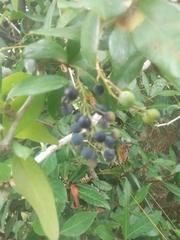 Berberis laurina