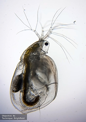 Daphniidae