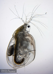 Daphniidae