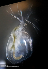 Daphniidae