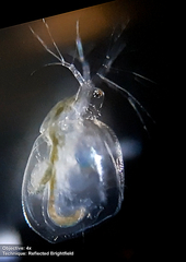 Daphniidae