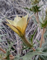 Mentzelia hirsutissima