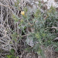 Mentzelia hirsutissima