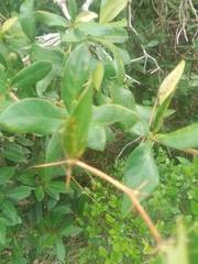Berberis laurina