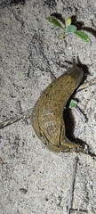 Drusia valenciennii