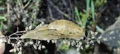 Drusia valenciennii
