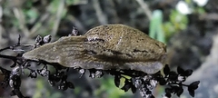 Drusia valenciennii