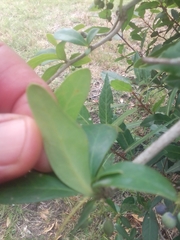 Berberis laurina